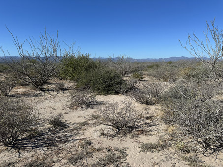 Less dense scrub away from the road edge
