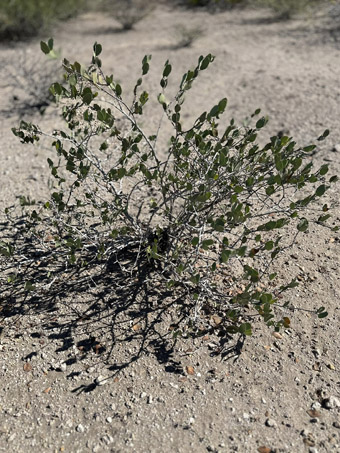 Jojoba shrub