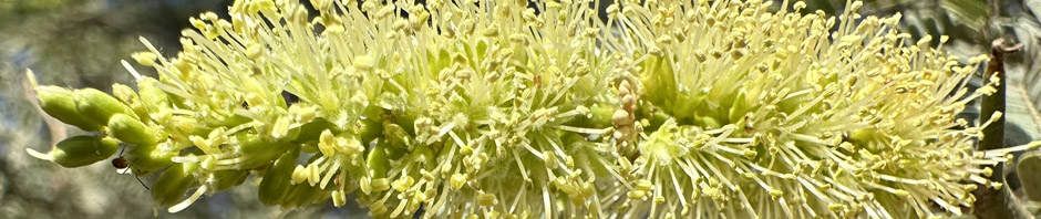 Inflorescence of Bitter Mesquite (Neltuma articulata)