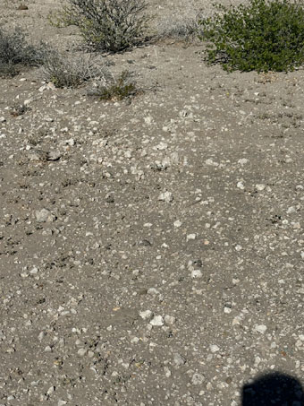 Limestone and shell bits in ancient seabed terrace
