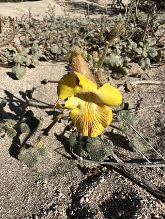 Desert Devil's Claw flower and plant