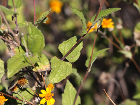 Triangle Goldeneye leaves