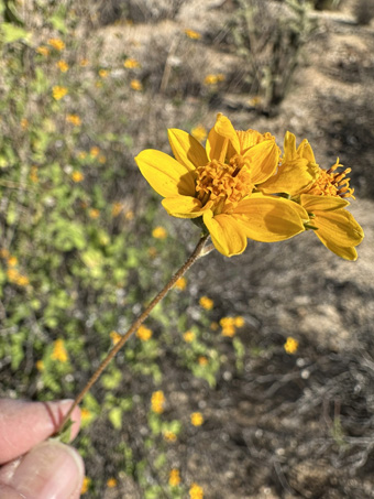 Triangle Goldeneye flowers