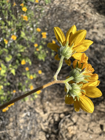 Triangle Goldeneye  flowers