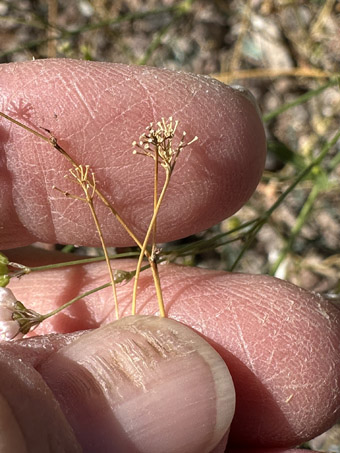 Spiderling inflorescences after fruit have fallen