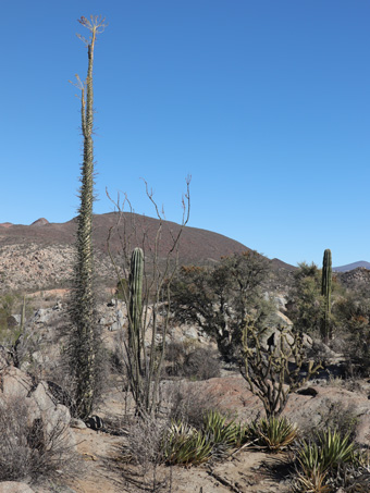 desert landscape in Cataviña