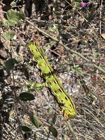 Caterpillar of White-lined Sphinx Moth