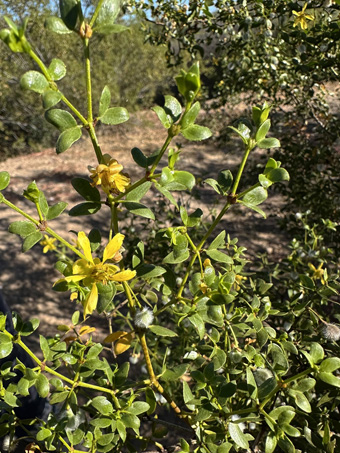 Creosotebush with flowers and fruit
