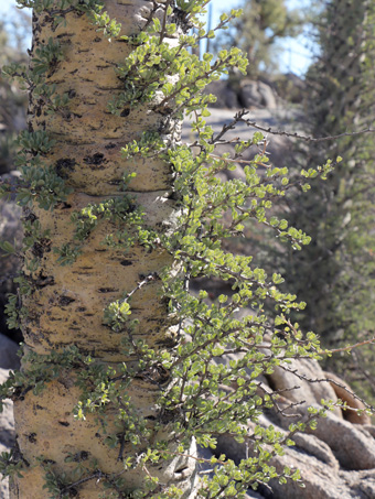leaves of boojum tree