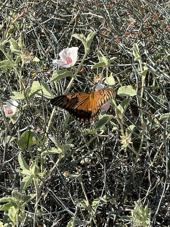 A Gulf Frittilary butterfly feeding on a Rock Hibiscus