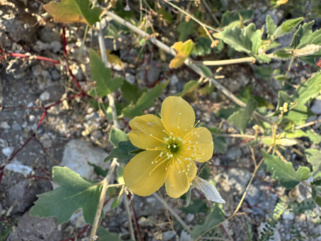 Baja California Stick-leaf