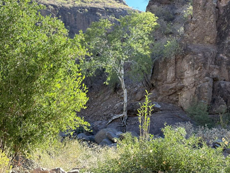 shady canyon plants