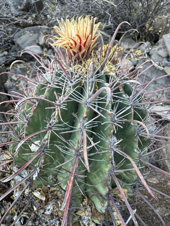 Baja California Barrel Cactus with flower