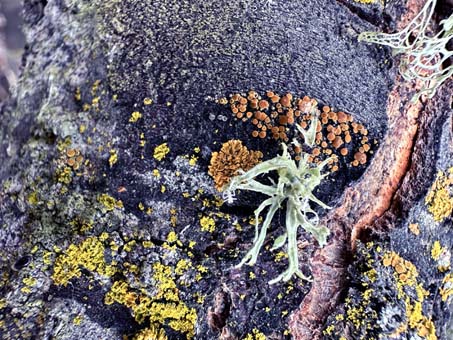 A variety of SF Bay Area lichens