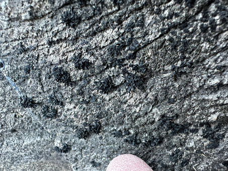 black lichen on rock slab