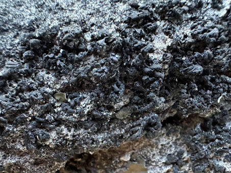 black lichen on rock slab