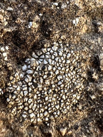 white lichen with black apothecia on rock