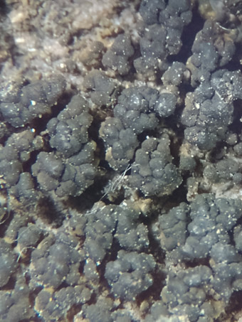 A blackish green crustose lichen on cliff