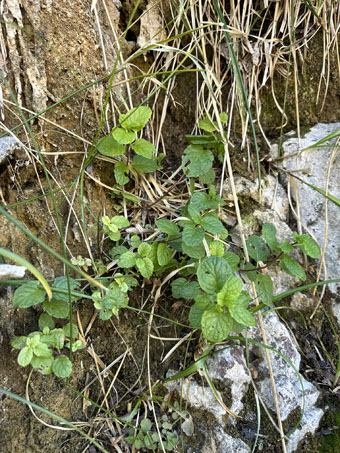 Spearmint growing at the seep