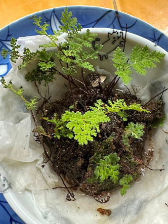 Myriopteris pringlei fern