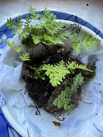 Myriopteris pringlei fern