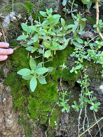 moss and plants growing on roadcut seep