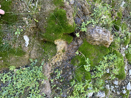 mosses growing at the seep