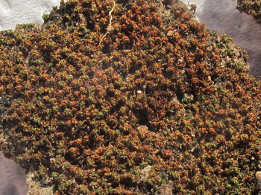 A desiccated moss specimen