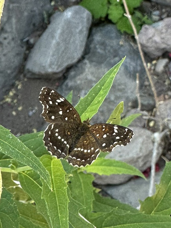 Texan Crescentspot Butterfly
