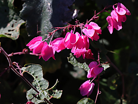 Coral Vine flowers