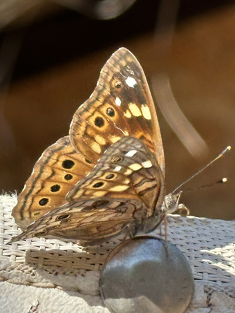 The Empress Leilia butterfly