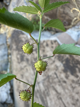Dwarf Ayenia fruit