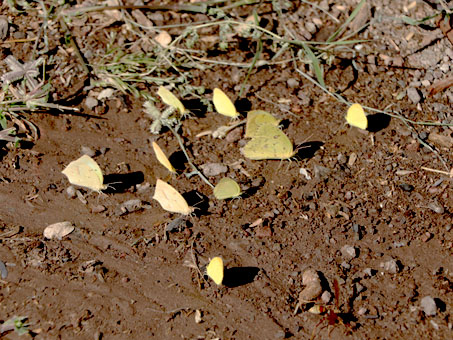 Sulphur butterflies