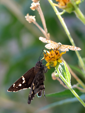 Butterflies feeding on flowers
