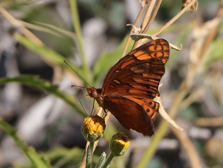 Mexican Frittilary butterfly feeding