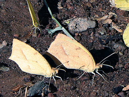 Mexican Sulphur butterfly