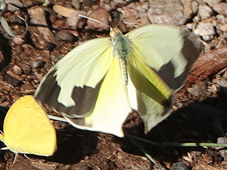 Mexican Sulphur Butterfly