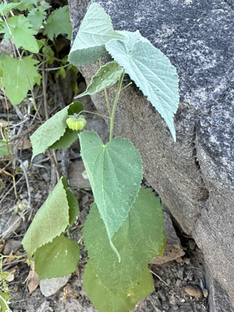 Bladder Mallow leaves