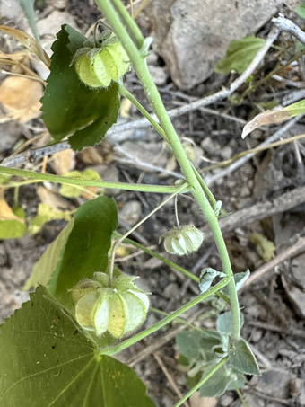 Bladder Mallow fruit