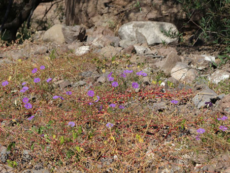 Ipomoea ternifolia var. leptotoma plant