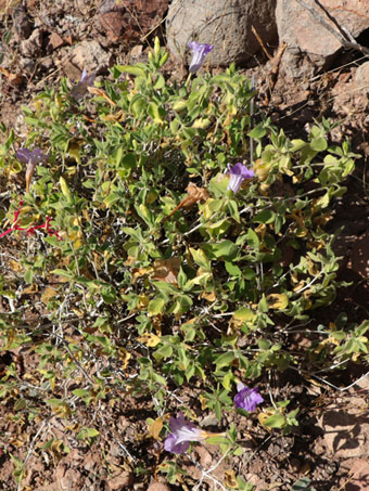 Baja California Wild-Petunia