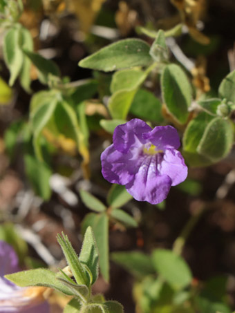 Baja California Wild-Petunia