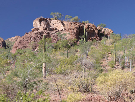 hillside plants in sierras