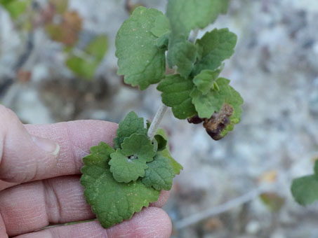 Poleo leaves