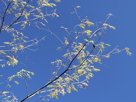 Leaves and bean pod of Mauto