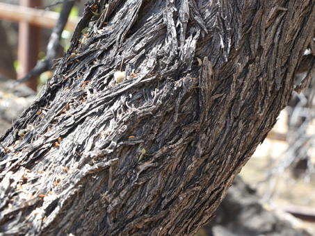 Palo Chino bark