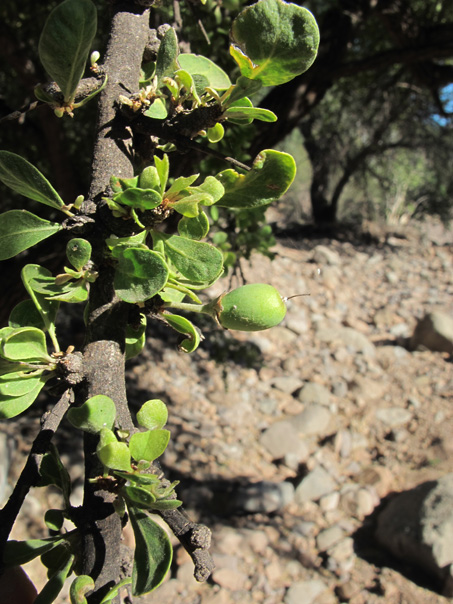 Bebelama leaves and fruit