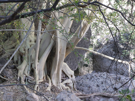 Wild fig growing out of cliff face