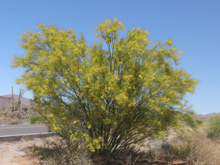 Mexican palo verde tree