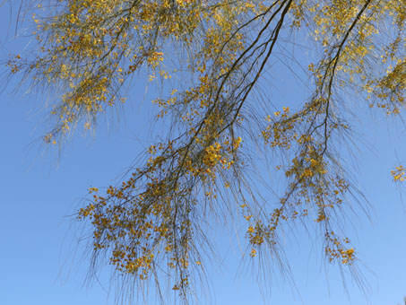 Wispy leaves of Mexican Palo Verde